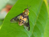 Chrysops viduatus 9, Stip-goudoogdaas, Saxifraga-Ab H Baas