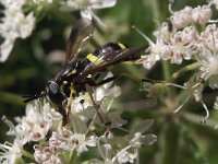 Chrysotoxum bicinctum 2, Donkere fopwesp, Saxifraga-Frank Dorsman  Chrysotoxum bicinctum, Donkere fopwesp AW-duinen 150711