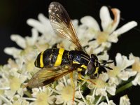 Chrysotoxum bicinctum 6, Donkere fopwesp, Saxifraga- Ab H Baas