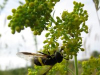 Chrysotoxum bicinctum 7, Donkere fopwesp, Saxifraga-Rutger Barendse