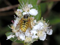 Chrysotoxum cautum #01438 : Chrysotoxum cautum, Grote fopwesp