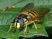 Chrysotoxum cautum 7, Grote fopwesp, Saxifraga-Ab H Baas