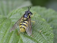 Chrysotoxum cautum 9, Grote fopwesp, Saxifraga-Tom Heijnen