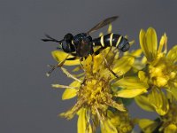 Conops flavipes 2, Zwartgele blaaskop, male, Saxifraga-Frits Bink