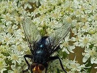 Cynomya mortuorum 5, Lijkenvlieg, Saxifraga-Ben Delbaere