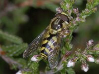 Dasysyrphus albostriatus 01 #04017 : Dasysyrphus albostriatus, Bretelswimperzwever, male