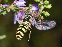 Dasysyrphus albostriatus #03936 : Dasysyrphus albostriatus, Bretelswimperzwever, female