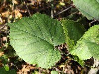 Didymomyia tiliacea 2, Lindepuistgalmug, Saxifraga-Peter Meininger