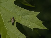 Dioctria rufipes 3, Knobbelbladjager, Saxifraga-Jan van der Straaten