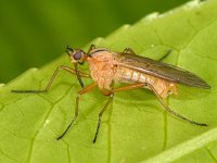 Empis digramma 2, Tweestreepdansvlieg, Saxifraga-Ab H Baas