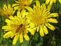 Episyrphus balteatus C0400 : Episyrphus balteatus, Pyamazweefvlieg