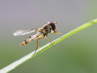 Episyrphus balteatus 18, Snorzweefvlieg, Saxifraga-Rutger Barendse