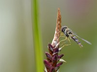 Episyrphus balteatus 33, Snorzweefvlieg, Saxifraga-Tom Heijnen