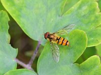 Episyrphus balteatus 36, Snorzweefvlieg, Saxifraga-Tom Heijnen