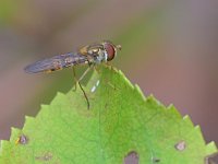 Episyrphus balteatus 37, Snorzweefvlieg, Saxifraga-Tom Heijnen