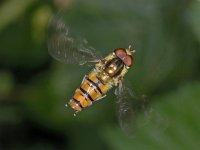 Episyrphus balteatus 02 #02807 : Episyrphus balteatus, Pyamazweefvlieg, male