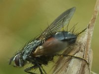 Eriothrix rufomaculata 5, Saxifraga-Ben Delbaere