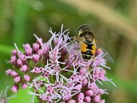 Eristalis arbustorum 14, Kleine bijvlieg, Saxifraga-Tom Heijnen