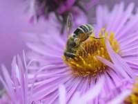 Eristalis arbustorum 16, Kleine bijvlieg, Saxifraga-Tom Heijnen