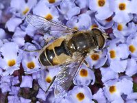 Eristalis arbustorum # 02662 : Eristalis arbustorum, Kleine bijvlieg, male