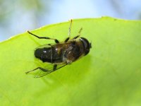 Eristalis arbustorum 7 cf, Saxifraga-Rutger Barendse