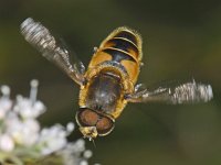 Eristalis horticola #08677 : Eristalis horticola, Bosbijvlieg