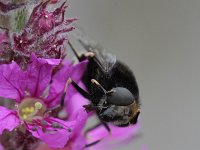 Eristalis intricaria 5, Hommelbijvlieg, Saxifraga-Rutger Barendse