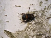 Eristalis intricaria 6, Hommelbijvlieg, Saxifraga-Rutger Barendse