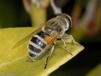 Eristalis nemorum #02671 : Eristalis nemorum, Puntbijvlieg