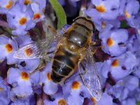 Eristalis pertinax 01 #02828 : Eristalis pertinax, Drone fly, Kegelbijvlieg, male