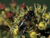 Eristalis pertinax 4, Kegelbijvlieg, Saxifraga-Frits Bink