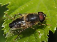 Eristalis pertinax 8, Kegelbijvlieg, Saxifraga-Rutger Barendse