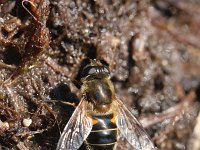 Eristalis pertinax 9, Kegelbijvlieg, Saxifraga-Rutger Barendse