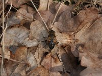 Eristalis tenax 14, Blinde bij, Saxifraga-Rutger Barendse