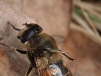 Eristalis tenax 16, Blinde bij, Saxifraga-Rutger Barendse