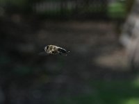 Eristalis tenax 18, Blinde bij, Saxifraga-Rutger Barendse