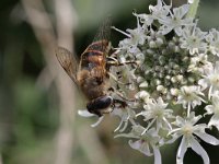 Eristalis tenax 19, Blinde bij, Saxifraga-Rutger Barendse