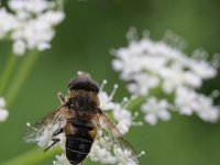 Eristalis tenax 21, Blinde bij, Saxifraga-Rutger Barendse