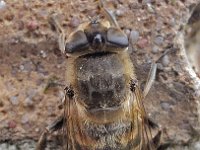 Eristalis tenax 26, Blinde bij, Saxifraga-Ab H Baas