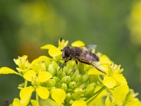 Eristalis tenax 28, Blinde bij, Saxifraga-Roel Meijer