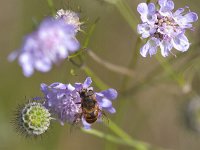 Eristalis tenax 32, Blinde bij, Saxifraga-Mark Zekhuis