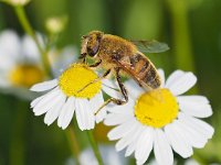 Eristalis tenax 43, Blinde bij, Saxifraga-Hans Dekker