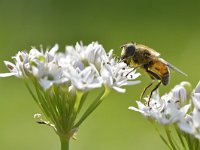 Eristalis tenax 47, Blinde bij, Saxifraga-Tom Heijnen