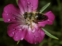 Eristalis tenax 6, Blinde bij, Saxifraga-Pieter van Breugel