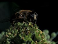 Eristalis tenax 8, Blinde bij, female, Saxifraga-Frits Bink