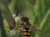 Eupeodes latifasciatus 3, Gele kommazweefvlieg, Saxifraga-Rutger Barendse