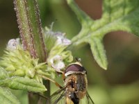 Eupeodes latifasciatus 4, Gele kommazweefvlieg, Saxifraga-Rutger Barendse