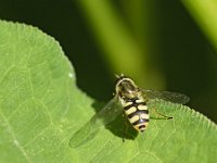 Eupeodes corollae 13, Terrasjeskommazweefvlieg, Saxifraga-Tom Heijnen