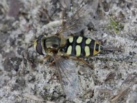 Eupeodes luniger 4, Grote kommazweefvlieg, Saxifraga-Rutger Barendse