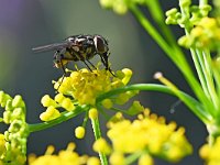 Graphomya maculata 6, Saxifraga-Tom Heijnen